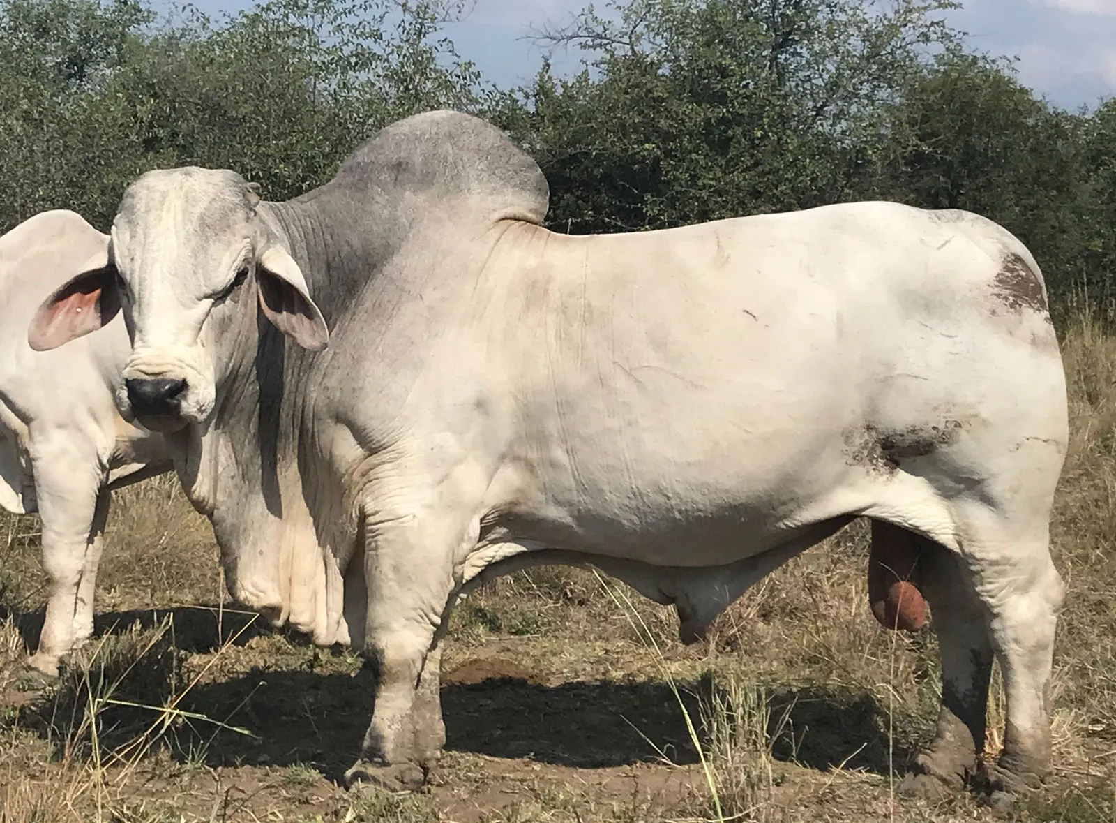 Brahman