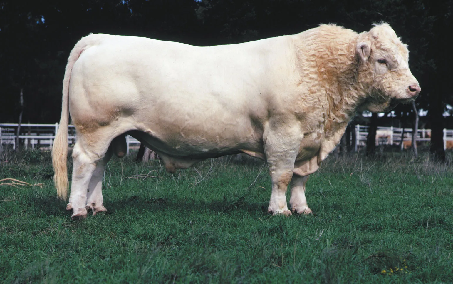 Charolais
