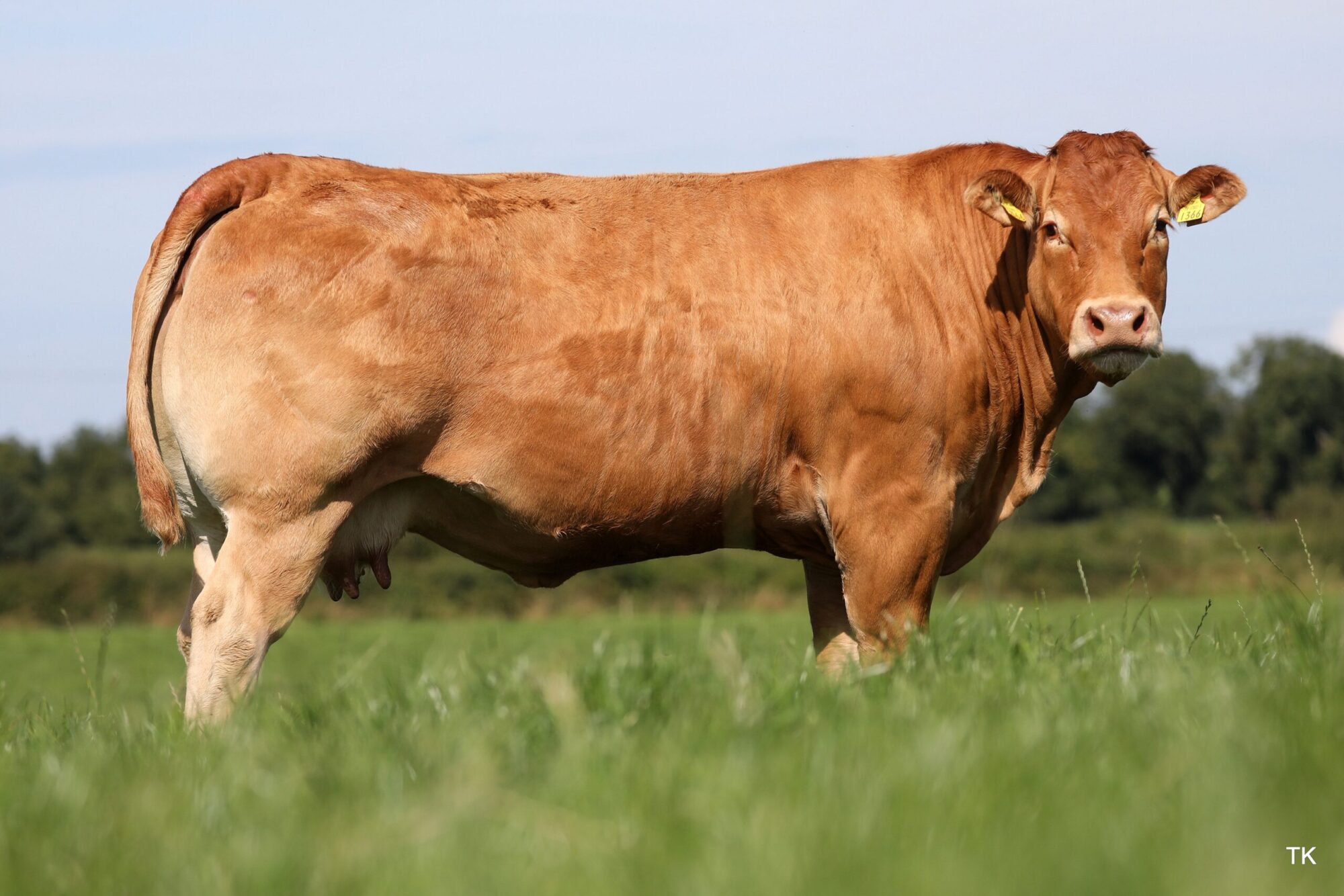 Limousin