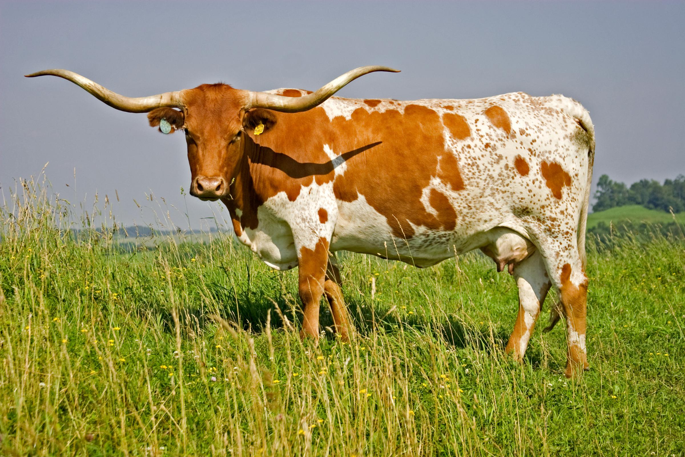 Longhorn