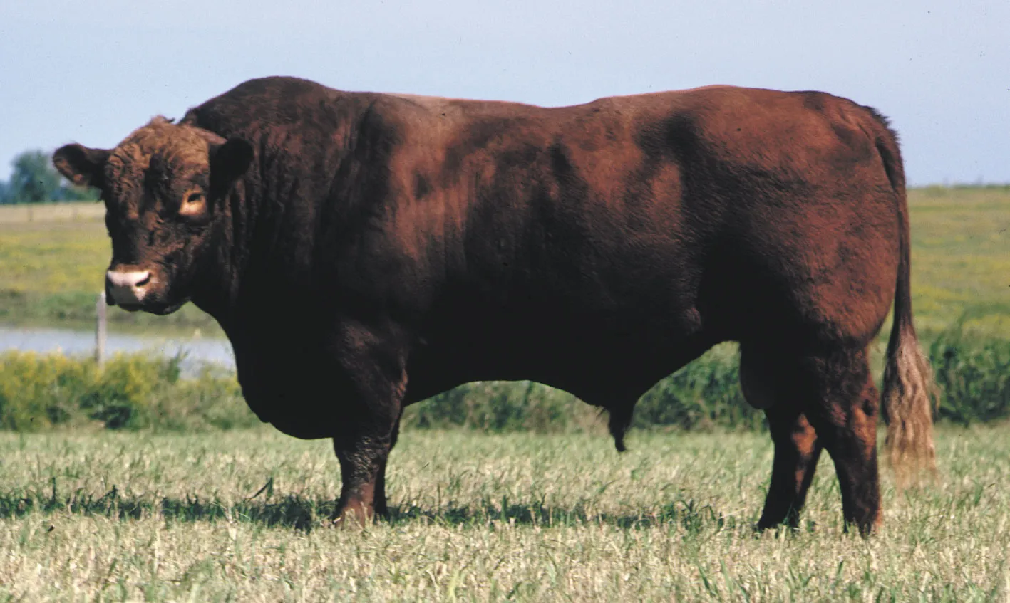 Red Angus