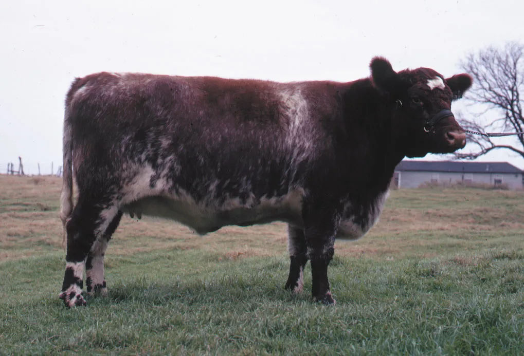 Shorthorn