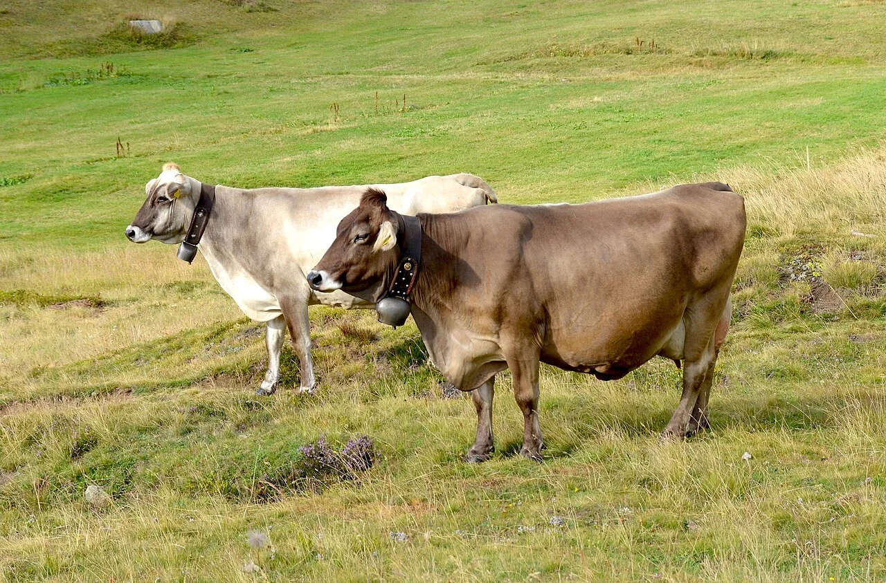 Brown Swiss