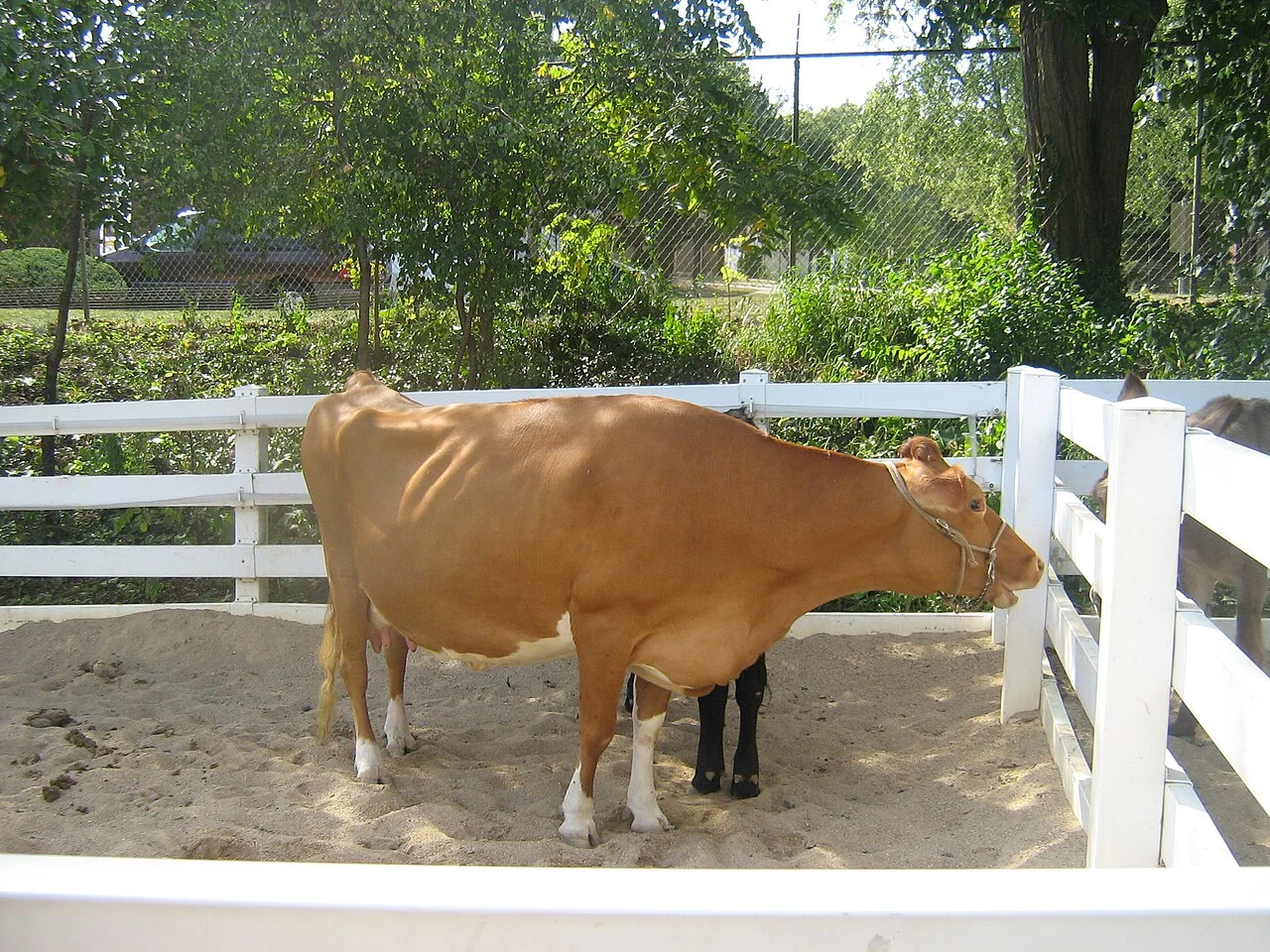 Guernsey
