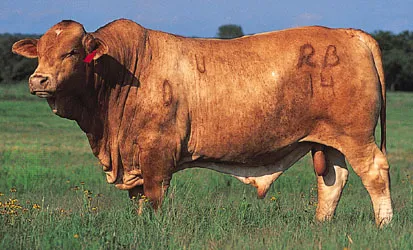 Beefmaster Cattle — Origin, Size & Traits | CattleTicker